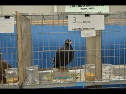 Concurso de Palomas 2012